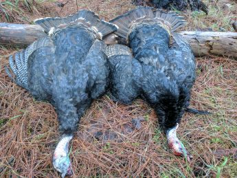 2017 Spring Turkey Opening Day