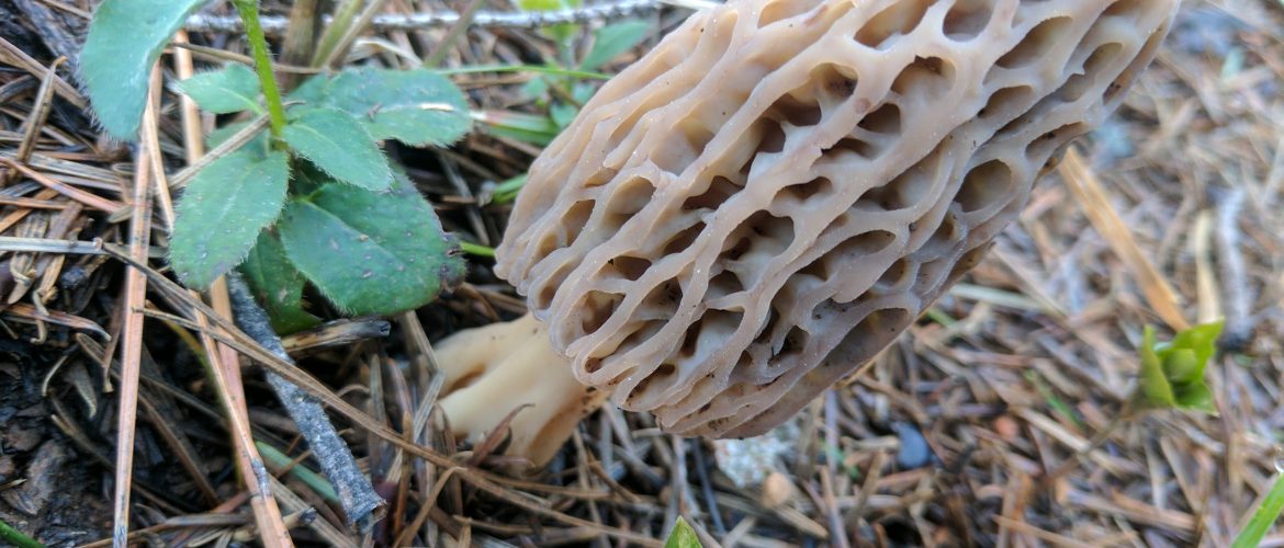 Morel Mushroom