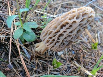 Morel Mushroom