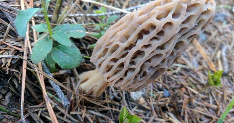 Morel Mushroom