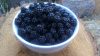 Bowl of Wild Blackberries