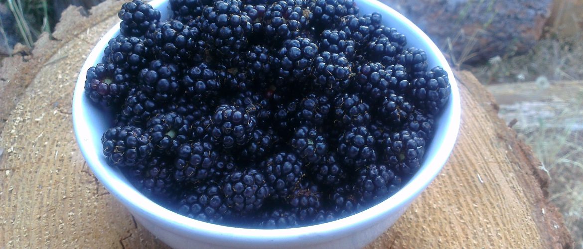 Bowl of Wild Blackberries
