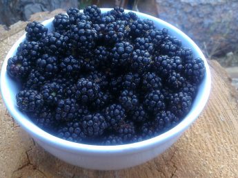 Bowl of Wild Blackberries