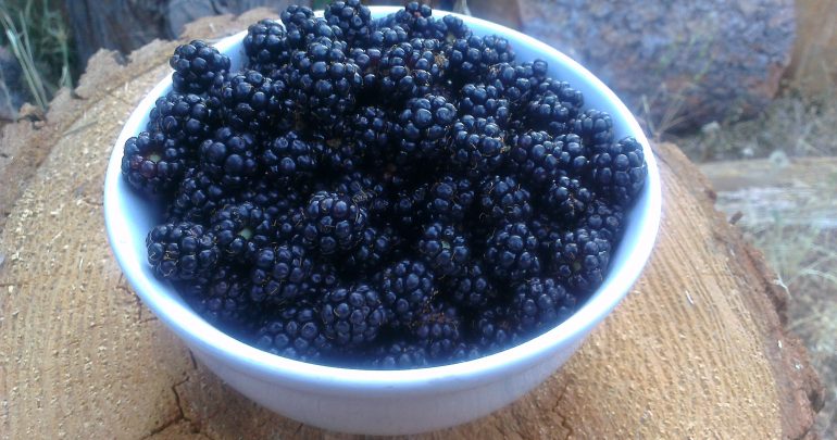 Bowl of Wild Blackberries